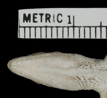 Media type: image;   Herpetology R-156203 Aspect: head ventral